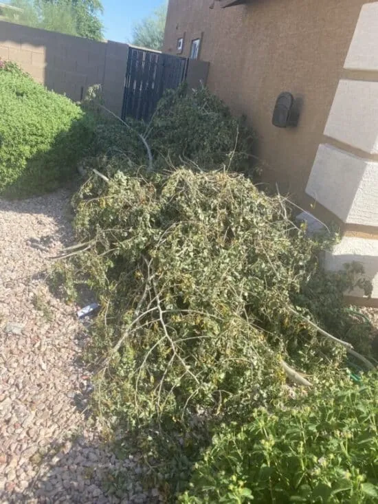 tree branch yard trimming remova